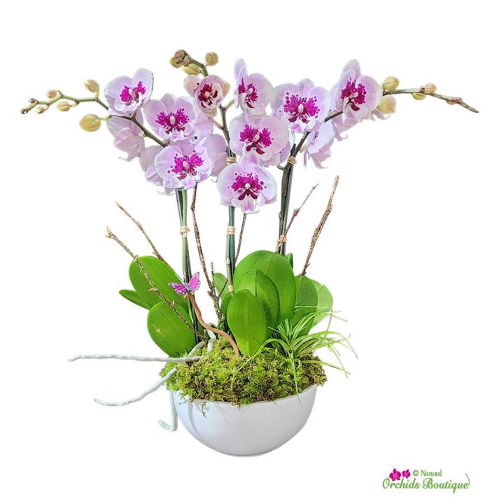 Orchids Bouquet