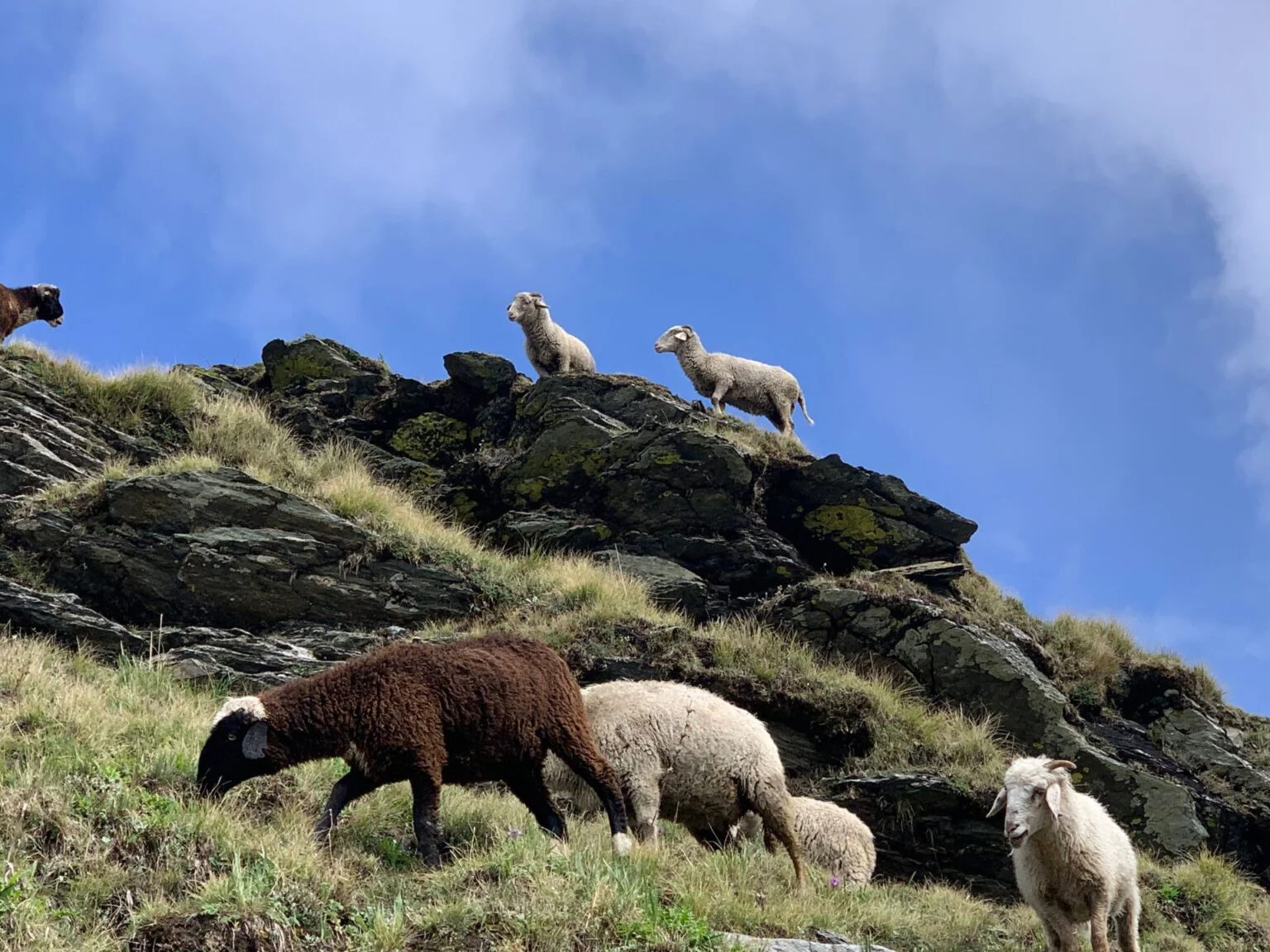 Sheep grazing in the alpine meadows of Dayara Bugyal during summer